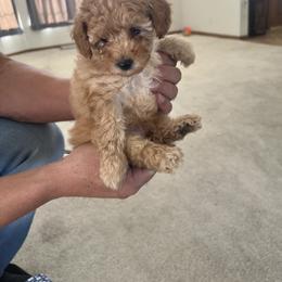 Poodle Puppies from ItalianToyPoodles