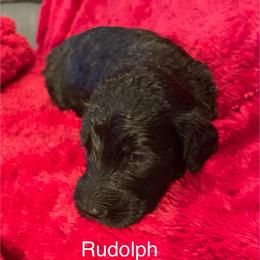 Rudolf - Black male Goldendoodle puppy in St Johns, Florida from Nini's Poodles and Doodles of St. Johns Co.