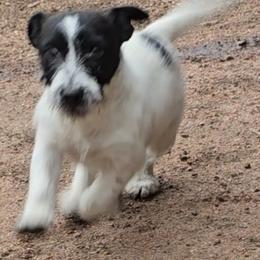Uno - White and black male Russell Terrier puppy in Divide, Colorado from Outlaw Farm and Kennel