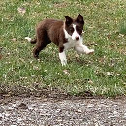 Border Collie and Miniature Australian Shepherd Puppies from RossVegas Kennels