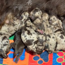 Boy 3 - Dapple male Dachshund puppy in Clever, Missouri from Autumn Breeze Dachshunds