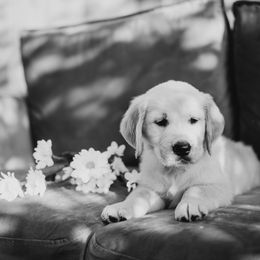 Golden Retriever Puppies from Rosemary Goldens