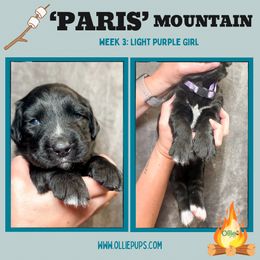 Girl 6 - female Golden Mountain Dog puppy in Boiling Springs, South Carolina from OlliePups, LLC