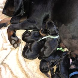 Black and Tan Coonhound Puppies from HawkWillow Hounds