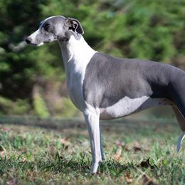 Breeze - Whippet