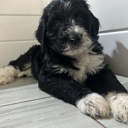 Assorted Doodle Crosses and Golden Aussiedoodle Puppies from Maria's Pups