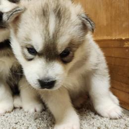 Sterling - Gray and white male Siberian Husky puppy in Madison, Georgia from Thornbury Kennel