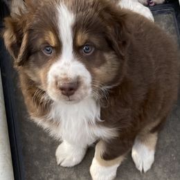 Miniature Australian Shepherd and Toy Australian Shepherd Puppies from Rye Hill Aussies