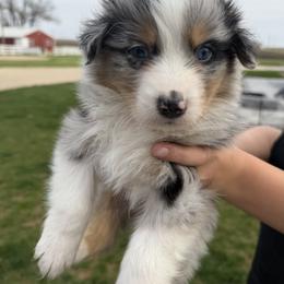 BMM3 - Blue merle male Australian Shepherd puppy in Manchester, Iowa from Lone Willow Aussies