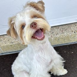 Millie Me - Yorkshire Terrier