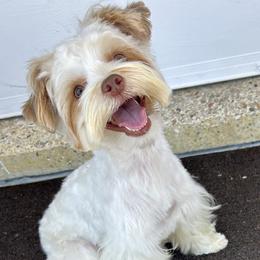 Millie Me - Yorkshire Terrier