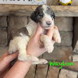 Waylon - Merle male Goldendoodle puppy in Sanderson, Florida from Serenity Goldendoodles
