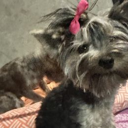 Rue rue - Yorkshire Terrier