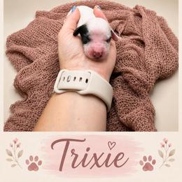 Trixie - Piebald female Dachshund puppy in Waco, Georgia from Huff Family Doxies & Doodles