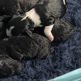 Cavapoo puppies from Callaway's Cavaliers