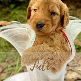 Goldendoodle Puppies from Ruby Pupper Doodles