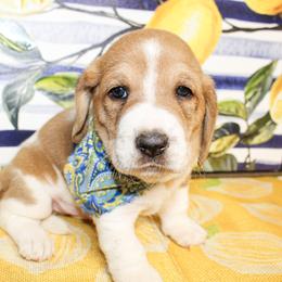 Duke - Red and white male Basset Hound puppy in Antlers, Oklahoma from Rocking H