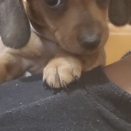 Dachshunds from All Things Dachshund