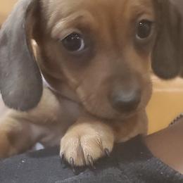 Dachshunds from All Things Dachshund