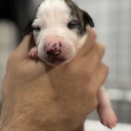 Sakura - White and fawn brindle female Whippet puppy in Winter Garden, Florida from Infinity Whippets
