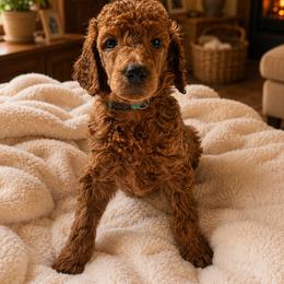 Shelby - Red  female Poodle puppy in Mount Vernon, Illinois from AMC Poodles