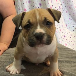 American Bully Puppies from Shooting Star Bullies