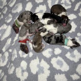 Collie Puppies from Jolly Collies