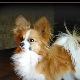 Peanut - Papillon