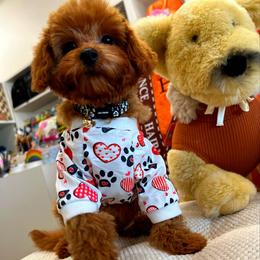 ROLEX - Red male Maltipoo puppy in Sugar Land, Texas from Celebrity Maltipoos