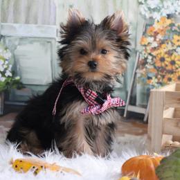 LANCE - Black and gold male Yorkshire Terrier puppy in Hughesville, Missouri from Puppykiss4u