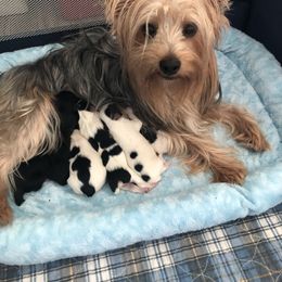 Yorkshire Terrier Puppies from Jackie Jenny’s Precious Yorkies