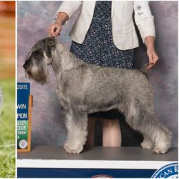 Standard Schnauzer puppies from Straw Hat Standard Schnauzers