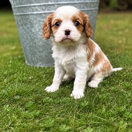 Cavalier King Charles Spaniel Puppies from King Charles