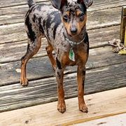Greyhounds, Lurchers, Salukis, Sporty Mixes, and Whippets from River Valley Canines