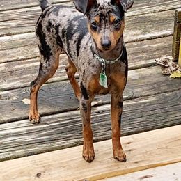 Greyhounds, Lurchers, Salukis, Sporty Mixes, and Whippets from River Valley Canines