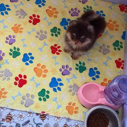 Grace - Chocolate and tan female Pomeranian puppy in Ector, Texas from BB Pomeranians