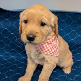 Oakley - Golden female Golden Retriever puppy in Pamplin, Virginia from Hope & Joy Acres