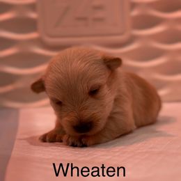 Wheaton Girl - Wheaten female Scottish Terrier puppy in Wellston, Ohio from White Apple Kennel