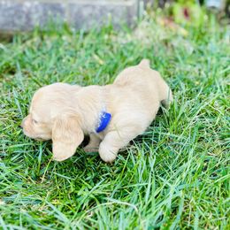 Dachshund Puppies from Lala’s Pups