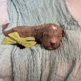 Colin - green collar - Red male Bernedoodle puppy in Lexington, North Carolina from Deborah’s Doodles