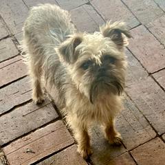 Gilligan - Brussels Griffon