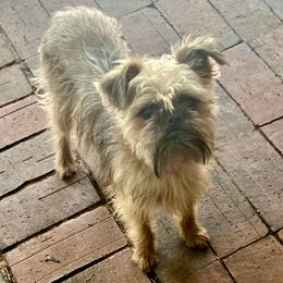 Gilligan - Brussels Griffon