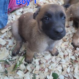 Boy 1 - Fawn male Belgian Malinois puppy in Corpus Christi, Texas from Heavenly Firefly Belgian Malinois