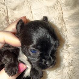 Sienna - Parti female Yorkshire Terrier puppy in Centre, Alabama from Sassy Yorkie , miniature schnauzer , Maltese Love of Alabama