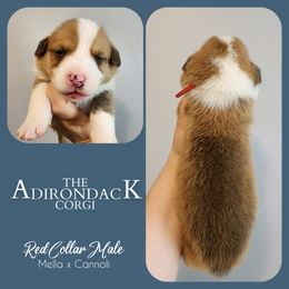 Red Collar - Red male Pembroke Welsh Corgi puppy in Warrensburg, New York from The Adirondack Corgi