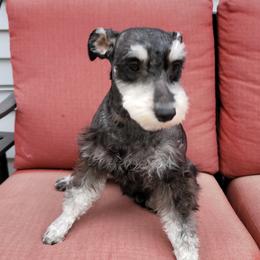 Dewie - Miniature Schnauzer