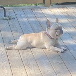 Maxhoo - French Bulldog