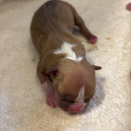 Red Male - Red male Boston Terrier puppy in Mc Donough, Georgia from Ballard Boston Terriers