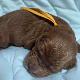Ridge - Red  male Goldendoodle puppy in Placerville, California from New Dawn Poodles and Doodles