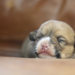 Pembroke Welsh Corgi Puppies from Ayers Acres Corgis